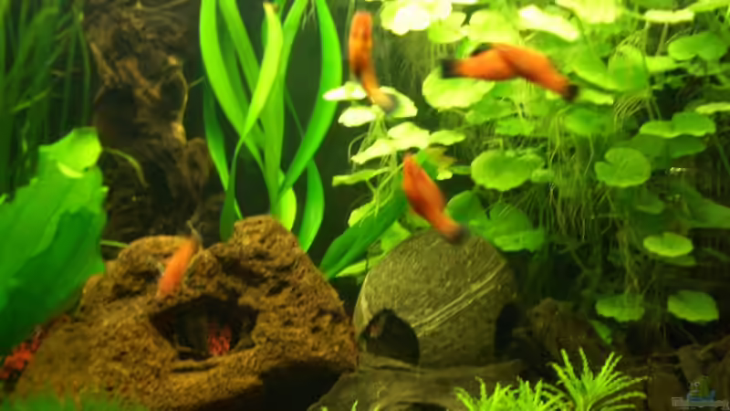 Besatz im Aquarium Becken 18228 von Danny Freyer (6)