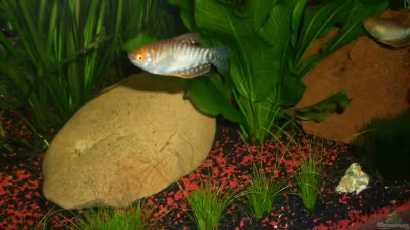 Besatz im Aquarium Becken 18228 von Danny Freyer (7)