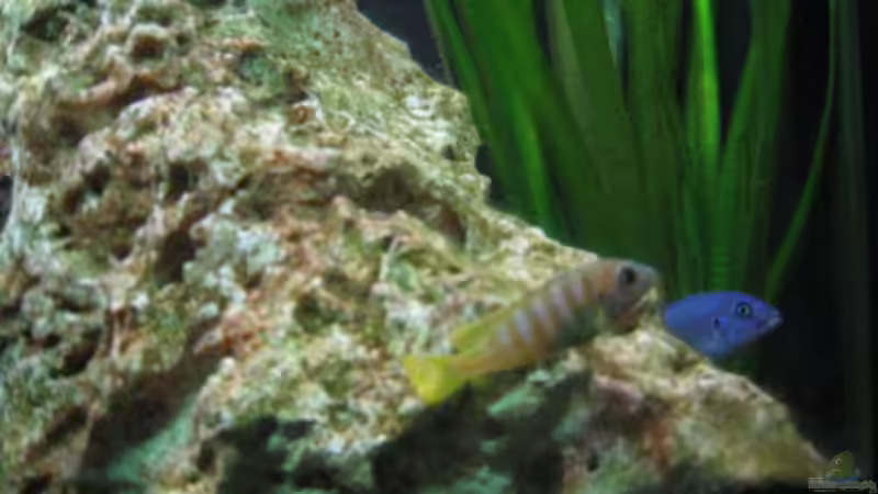 Besatz im Aquarium Becken 1825 von Ralf Basche (11)