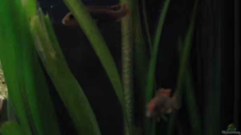 Besatz im Aquarium Becken 1825 von Ralf Basche (11)