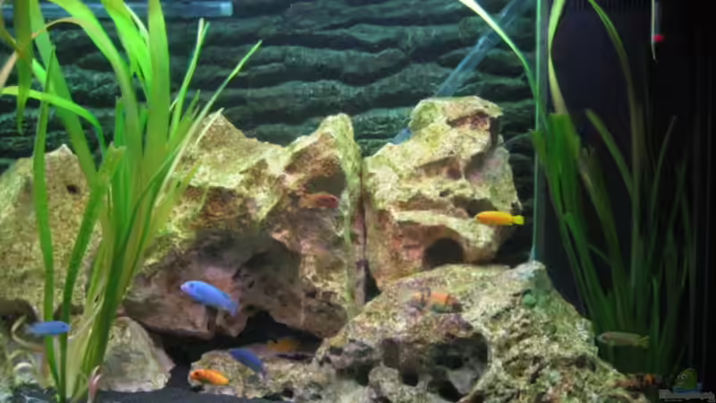 Besatz im Aquarium Becken 1825 von Ralf Basche (9)