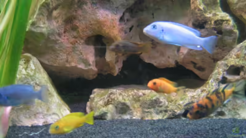 Besatz im Aquarium Becken 1825 von Ralf Basche (9)