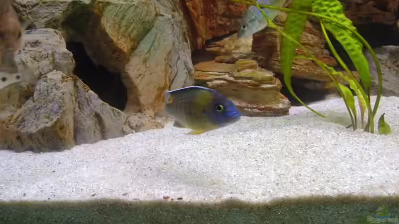 Besatz im Aquarium Becken 18274 von coupe320i (10)