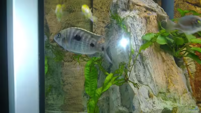 Besatz im Aquarium Becken 18274 von coupe320i (11)