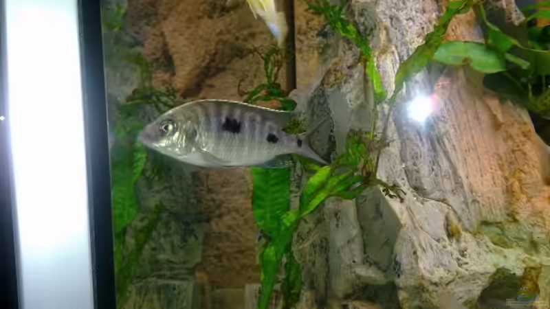 Besatz im Aquarium Becken 18274 von coupe320i (12)