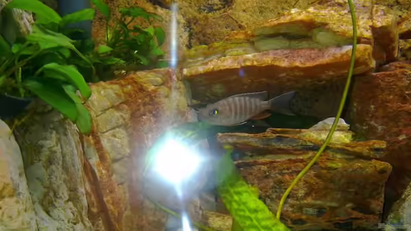 Besatz im Aquarium Becken 18274 von coupe320i (14)