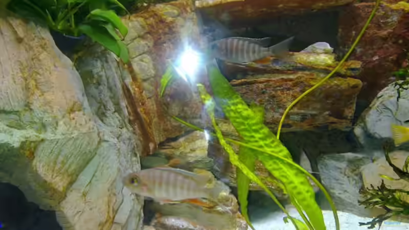 Besatz im Aquarium Becken 18274 von coupe320i (15)