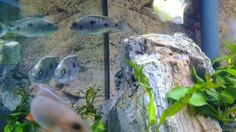 Besatz im Aquarium Becken 18274 von coupe320i (16)