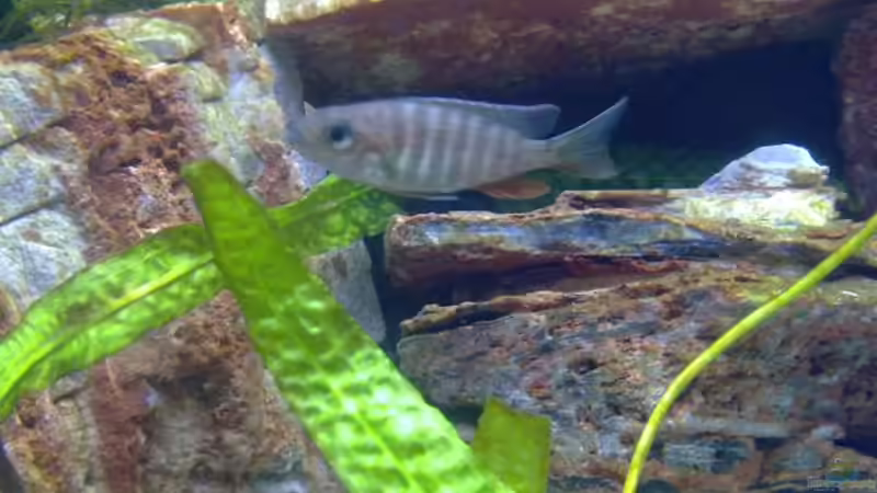 Besatz im Aquarium Becken 18274 von coupe320i (17)