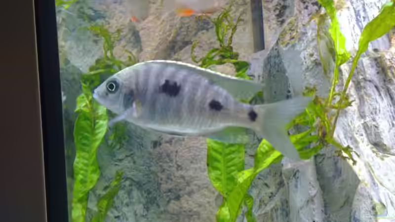 Besatz im Aquarium Becken 18274 von coupe320i (18)