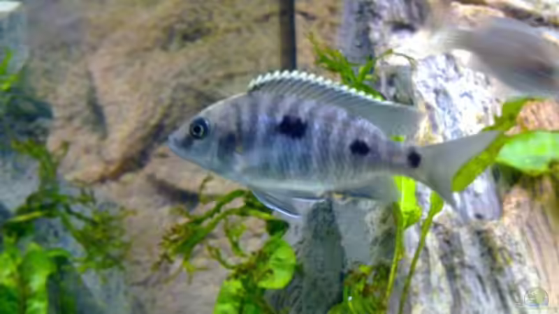 Besatz im Aquarium Becken 18274 von coupe320i (20)