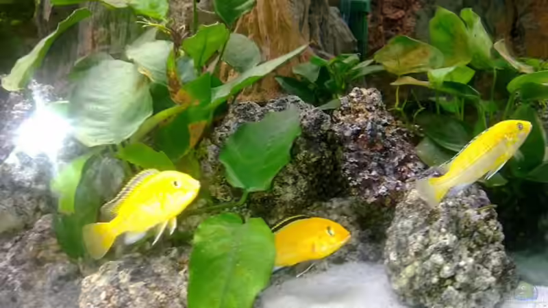 Besatz im Aquarium Becken 18274 von coupe320i (5)