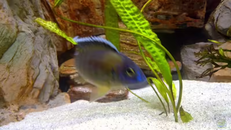 Besatz im Aquarium Becken 18274 von coupe320i (6)