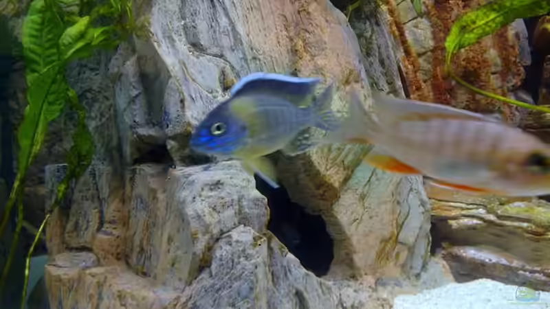 Besatz im Aquarium Becken 18274 von coupe320i (7)