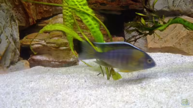 Besatz im Aquarium Becken 18274 von coupe320i (8)