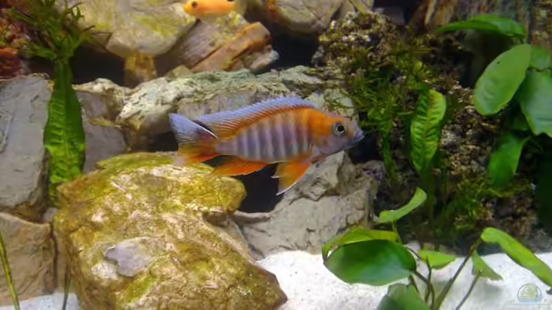 Besatz im Aquarium Becken 18274 von coupe320i (9)