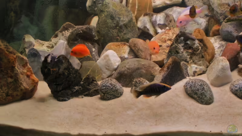 Besatz im Aquarium Becken 18276 von Vito (32)