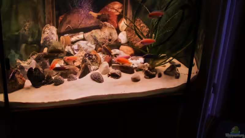 Besatz im Aquarium Becken 18276 von Vito (33)