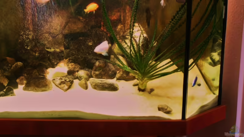 Besatz im Aquarium Becken 18276 von Vito (34)