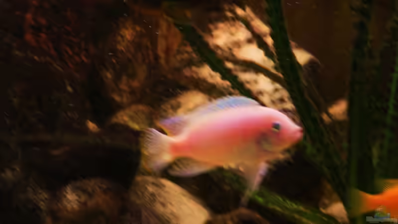 Besatz im Aquarium Becken 18276 von Vito (37)