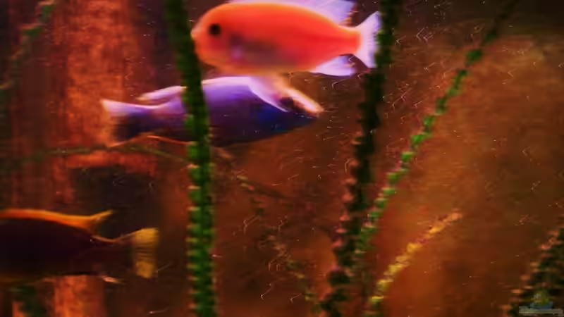 Besatz im Aquarium Becken 18276 von Vito (38)