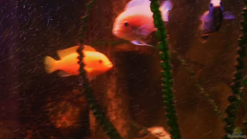 Besatz im Aquarium Becken 18276 von Vito (39)