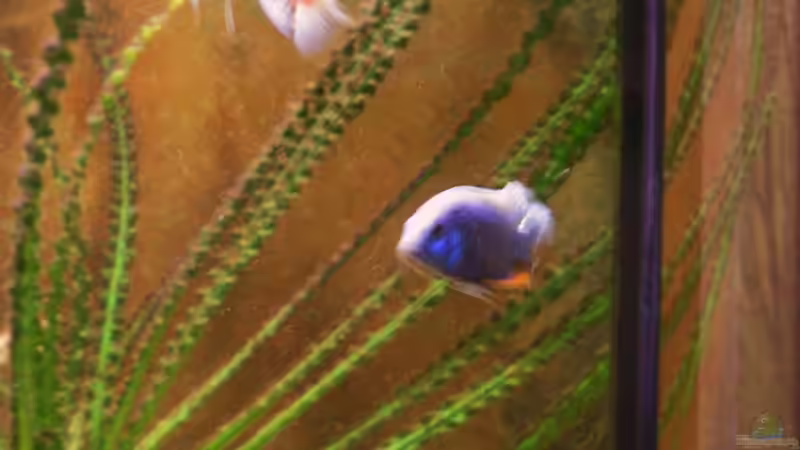 Besatz im Aquarium Becken 18276 von Vito (40)