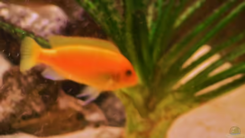 Besatz im Aquarium Becken 18276 von Vito (42)