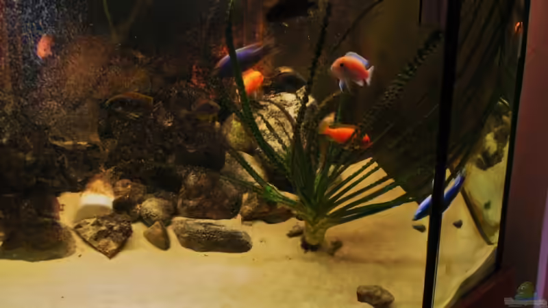 Besatz im Aquarium Becken 18276 von Vito (44)