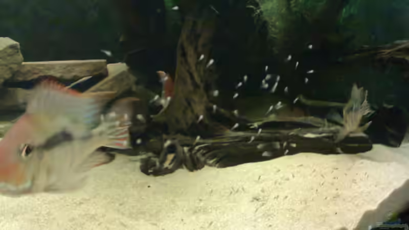 Besatz im Aquarium Becken 18309 von JoSchi (10)