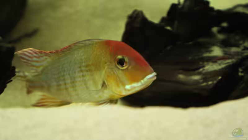 Besatz im Aquarium Becken 18309 von JoSchi (12)