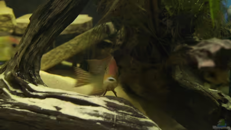 Besatz im Aquarium Becken 18309 von JoSchi (5)