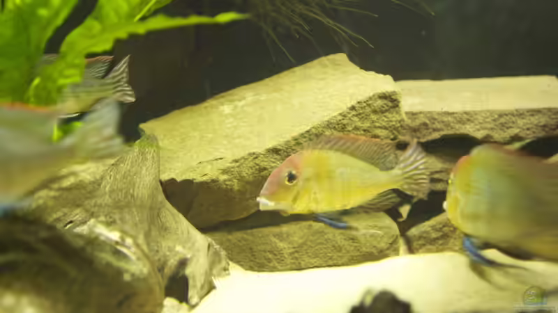 Besatz im Aquarium Becken 18309 von JoSchi (6)