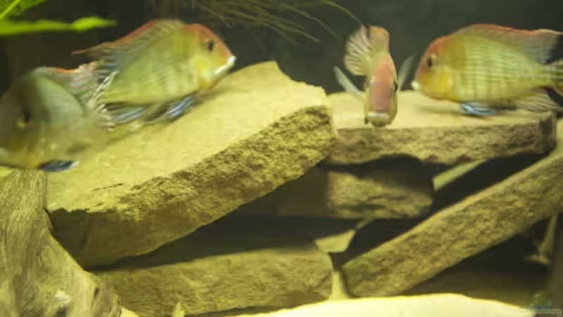 Besatz im Aquarium Becken 18309 von JoSchi (7)