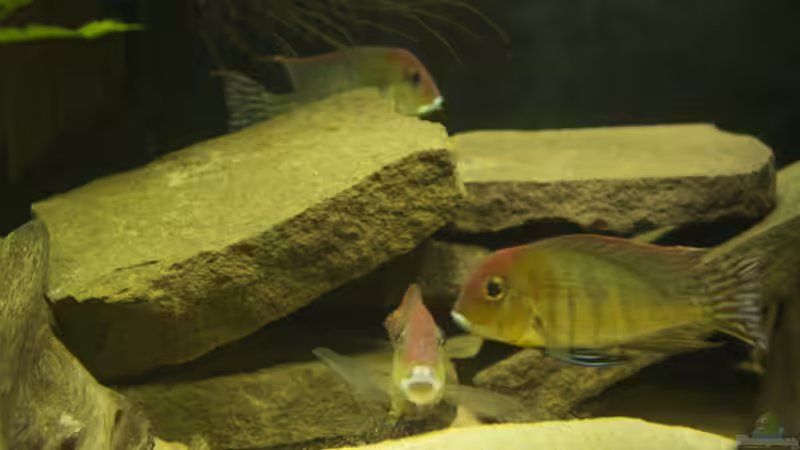 Besatz im Aquarium Becken 18309 von JoSchi (8)