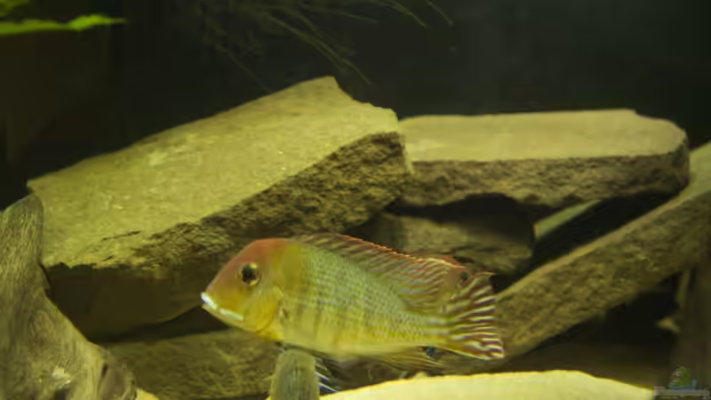 Besatz im Aquarium Becken 18309 von JoSchi (9)