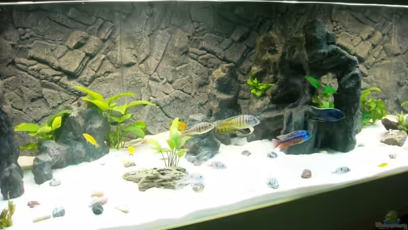 Besatz im Aquarium Becken 18312 von Herbert (22)