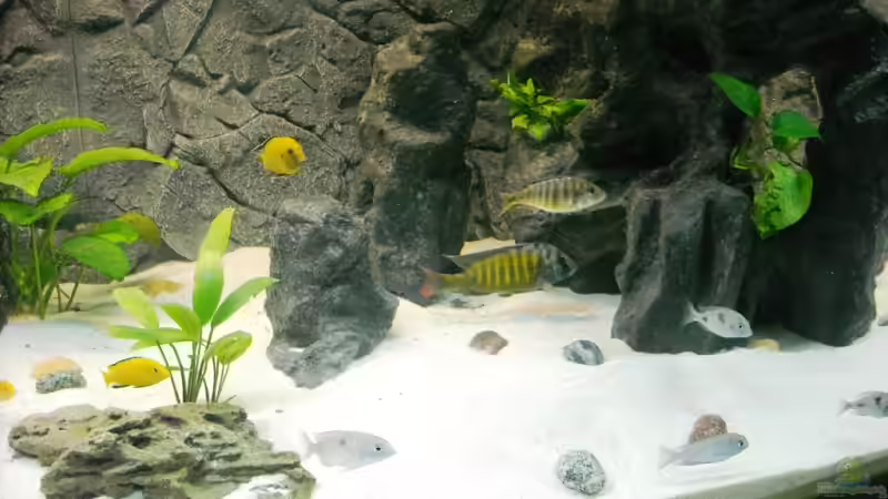 Besatz im Aquarium Becken 18312 von Herbert (23)