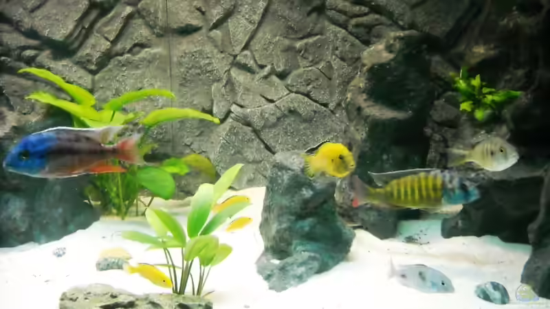 Besatz im Aquarium Becken 18312 von Herbert (24)