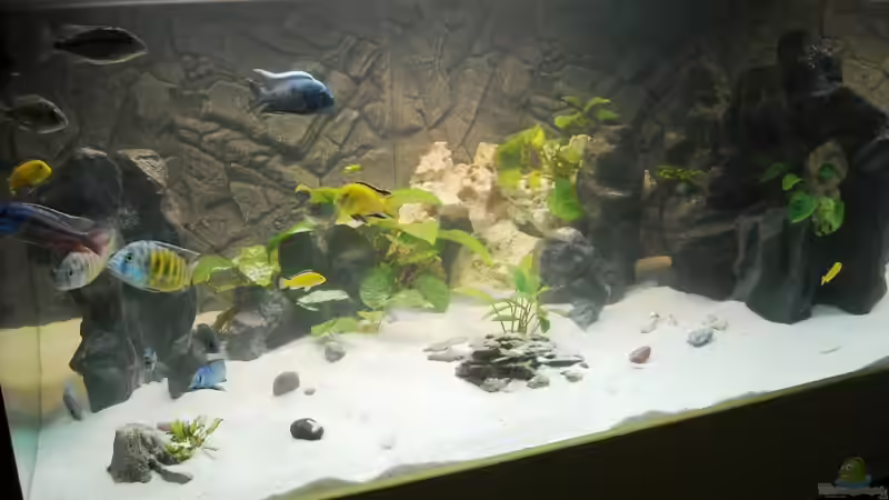 Besatz im Aquarium Becken 18312 von Herbert (26)