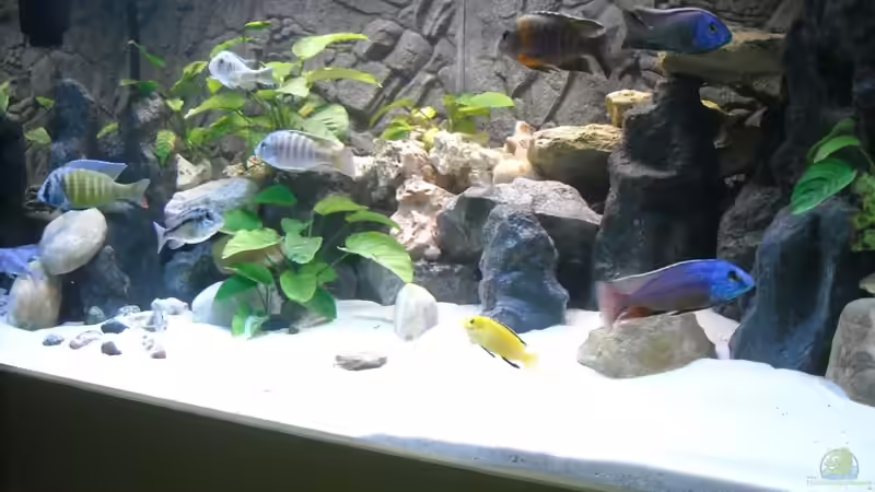 Besatz im Aquarium Becken 18312 von Herbert (31)