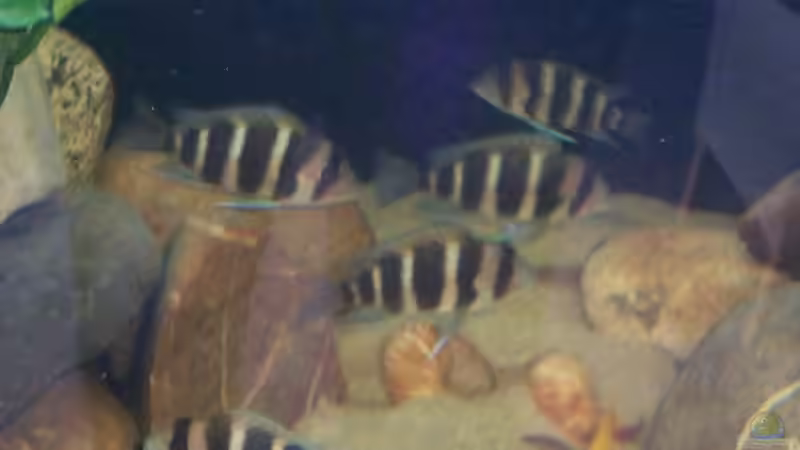 Besatz im Aquarium Becken 1832 von Jens und Manuela Ruhr (3)