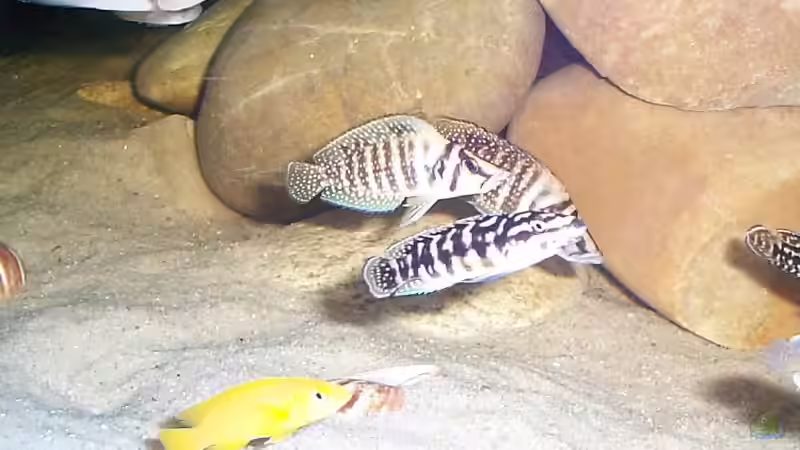 Besatz im Aquarium Becken 1832 von Jens und Manuela Ruhr (5)