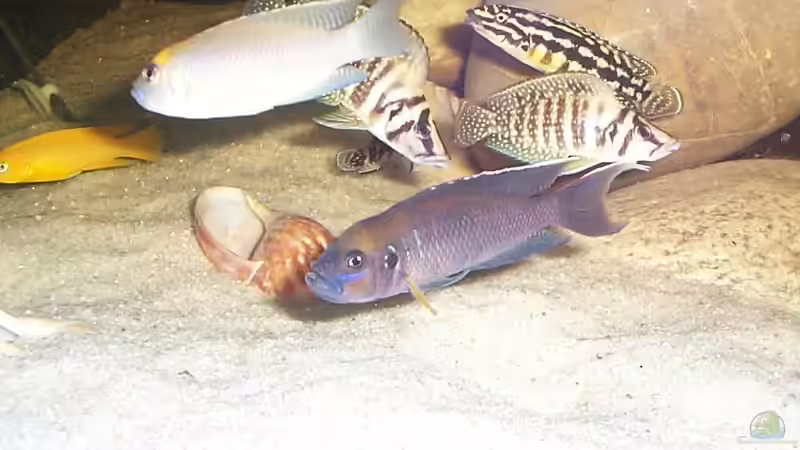 Besatz im Aquarium Becken 1832 von Jens und Manuela Ruhr (6)