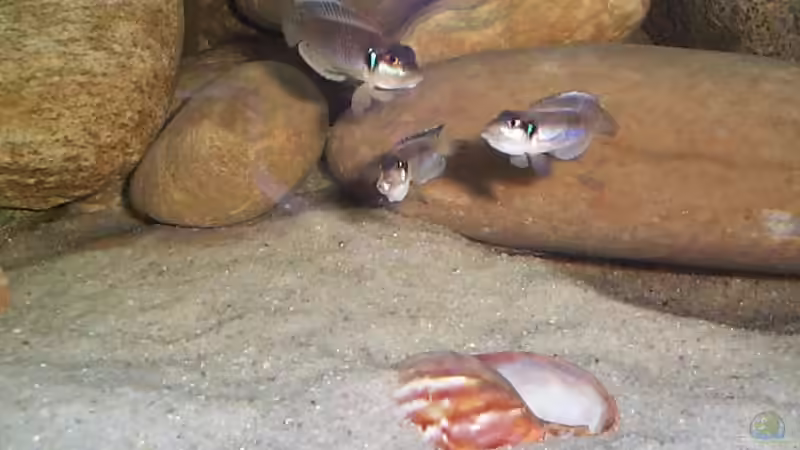 Besatz im Aquarium Becken 1832 von Jens und Manuela Ruhr (7)