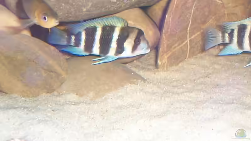 Besatz im Aquarium Becken 1832 von Jens und Manuela Ruhr (8)