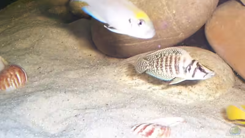 Besatz im Aquarium Becken 1832 von Jens und Manuela Ruhr (9)