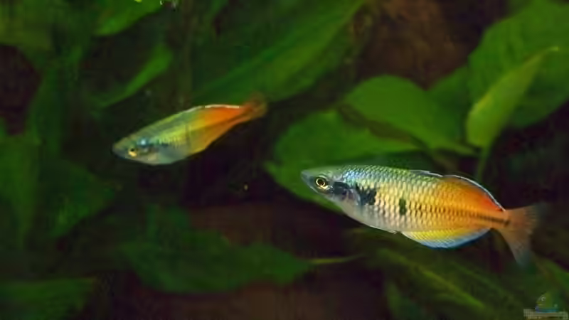 Besatz im Aquarium Becken 18321 von Peter Walenciak (34)