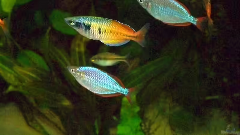 Besatz im Aquarium Becken 18321 von Peter Walenciak (35)