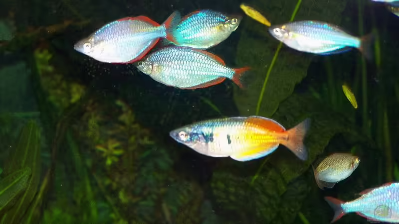 Besatz im Aquarium Becken 18321 von Peter Walenciak (36)